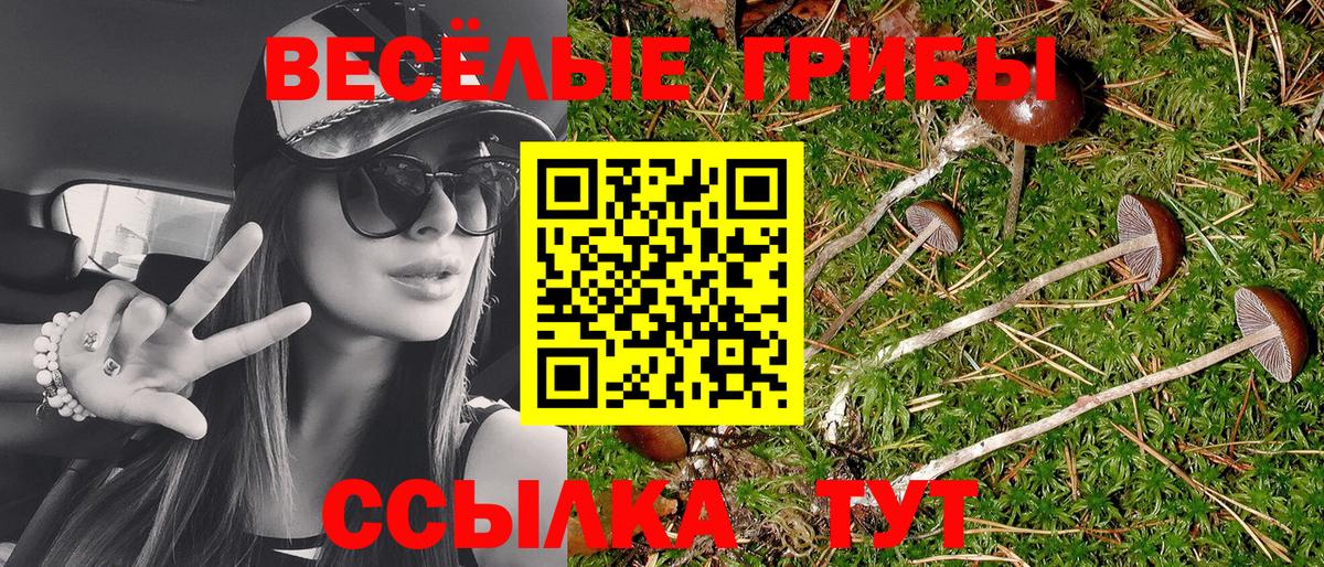 Галлюциногенные грибы Psilocybe Саранск